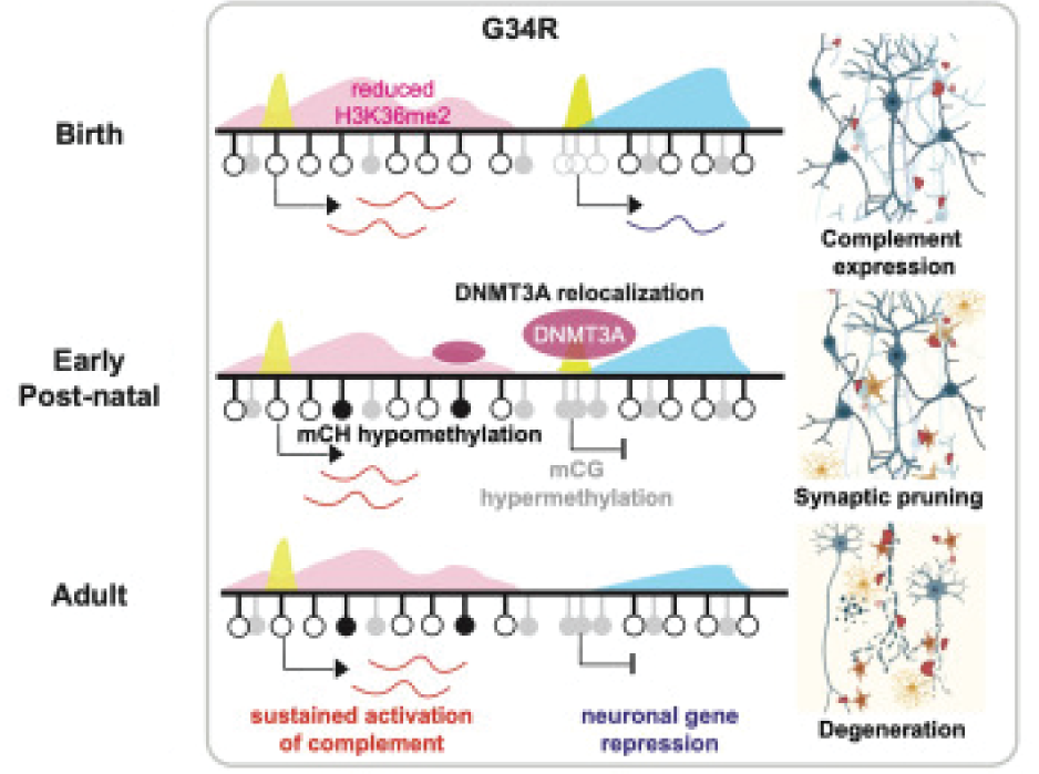 G34R synaptic pruning figure