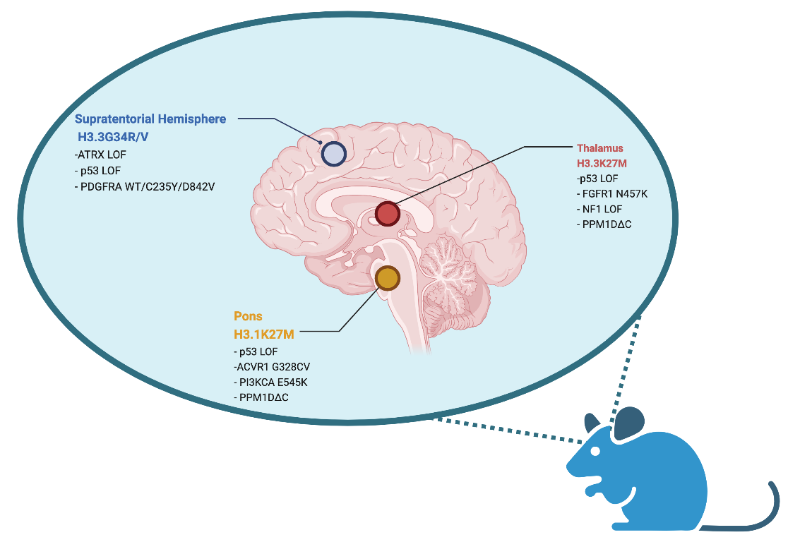 mouse models of gliomas